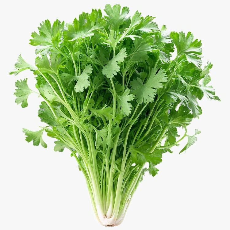 Coriander (Dhaniya)